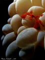   Orangutan crab Achaeus japonicus Orang-utan Orang utan  